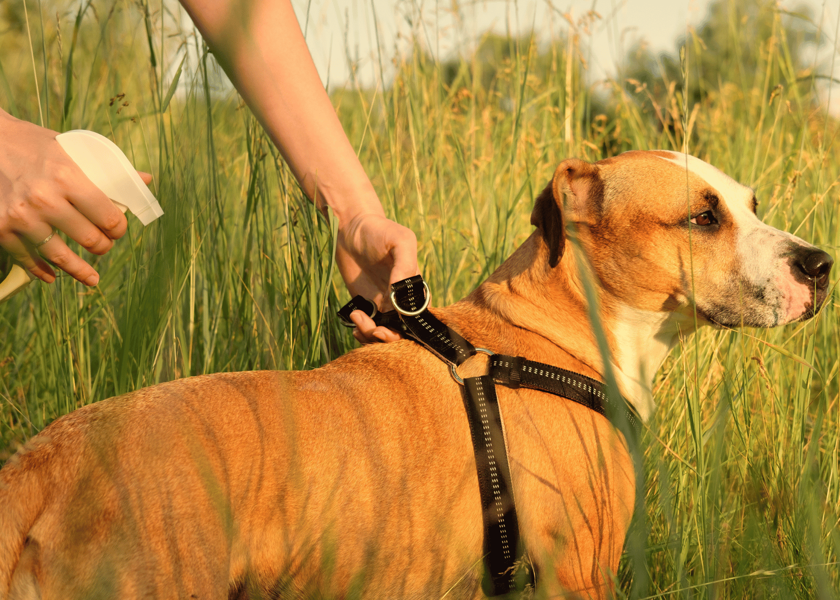 Mosquito Repellent For Dogs