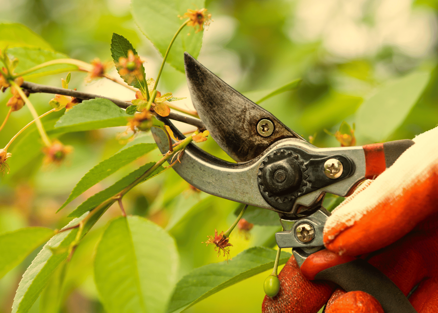 Pruning Shears