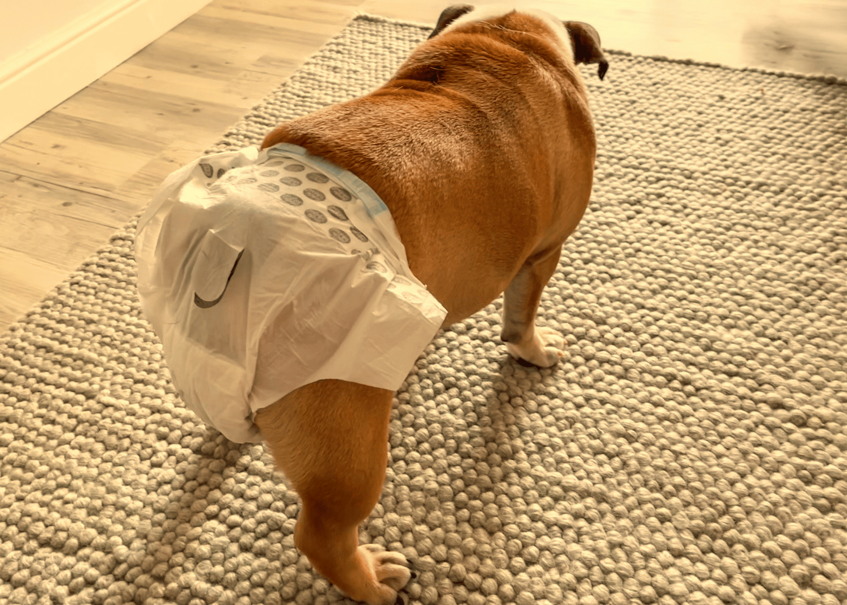 Dog Diapers For Female Dogs