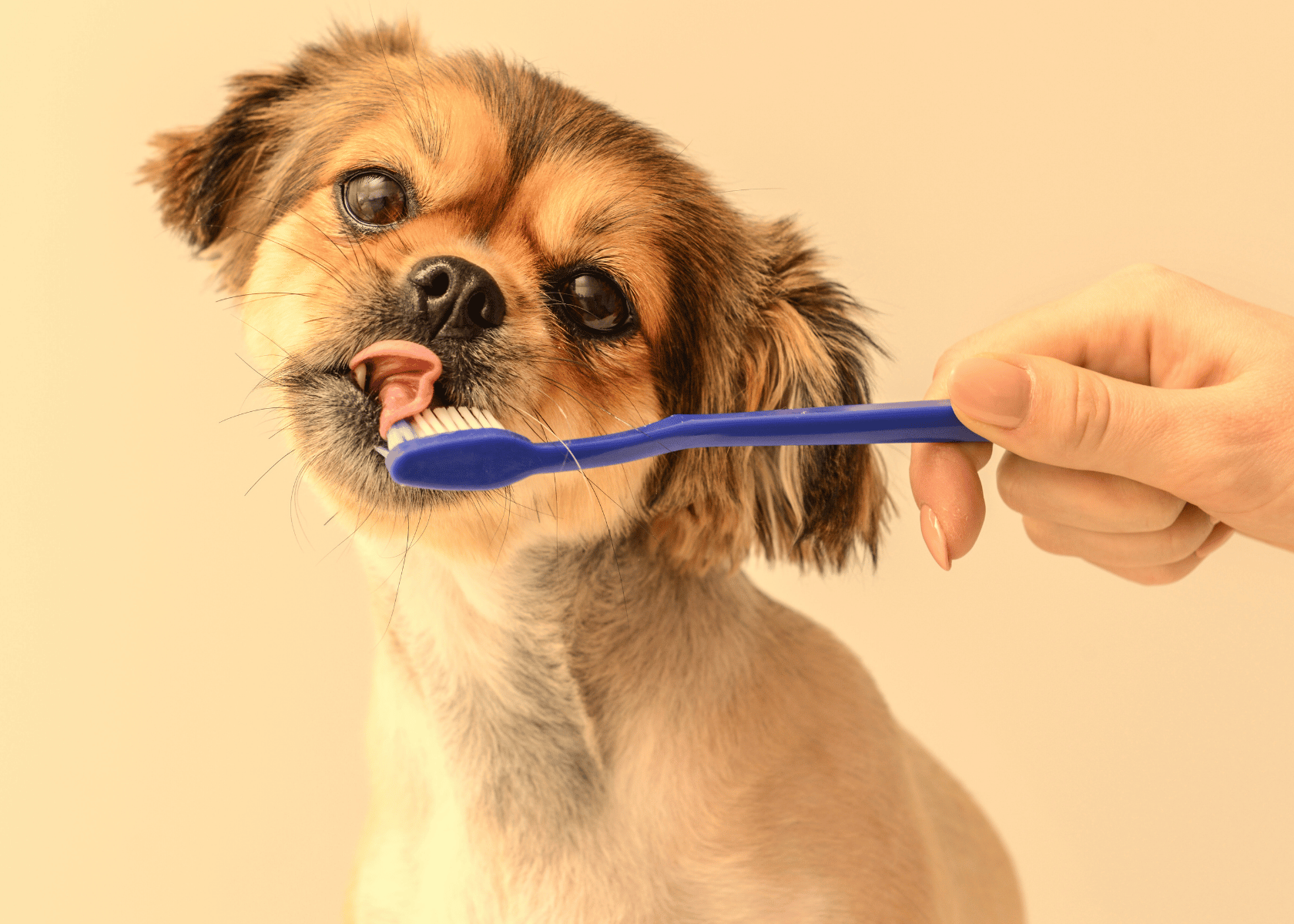 Dog Toothbrush