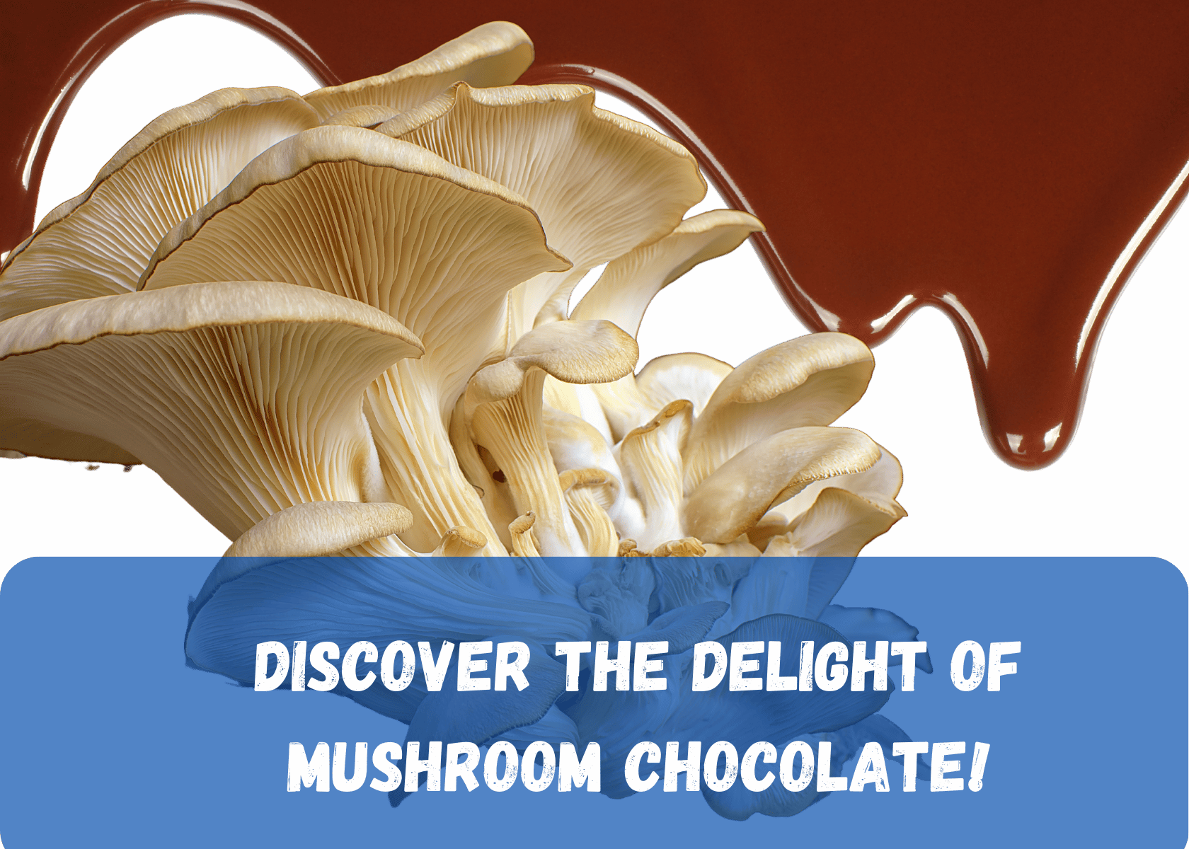 Mushroom Chocolate