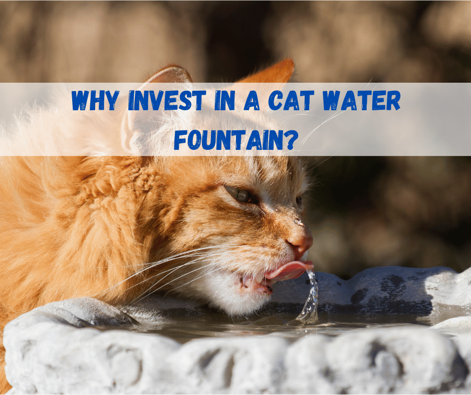 Cat Water Fountain