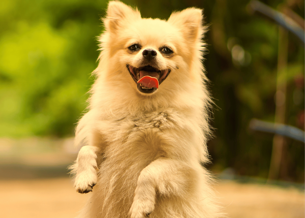 Glucosamine For Dogs