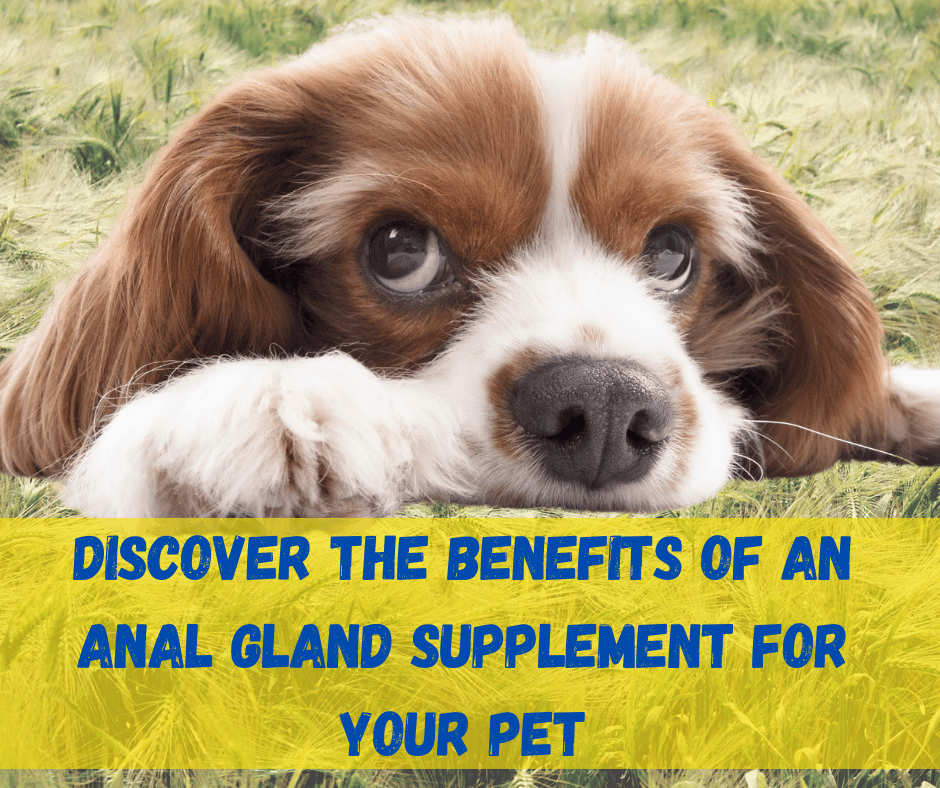 Anal Gland Supplement