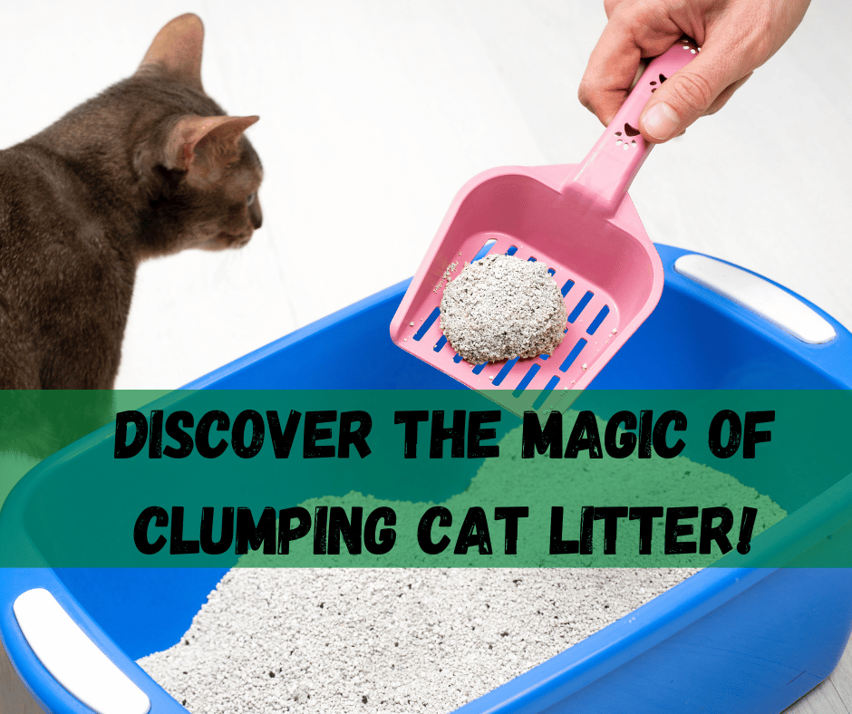 Clumping Cat Litter